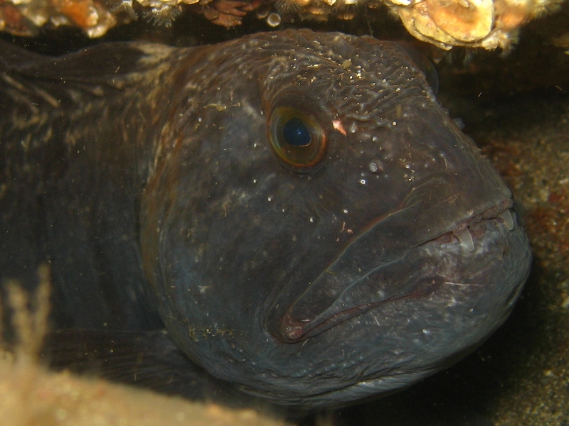 2009-05-24 St Abbs 049.jpg